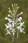 White fringed orchid